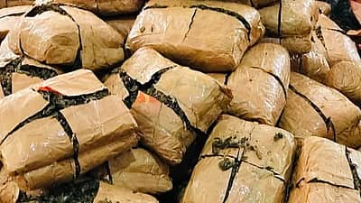 கைப்பற்றப்பட்ட 200 கிலோ கஞ்சாவை எலிகள் அழித்துவிட்டன - ஜார்க்கண்ட் காவல் துறை தகவல்!