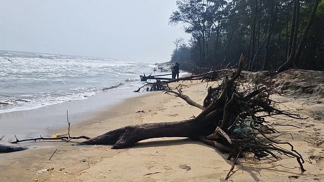 பட்டினச்சேரி அருகே கடல் அரிப்பு: சாய்ந்து விழும் சவுக்கு மரங்கள்