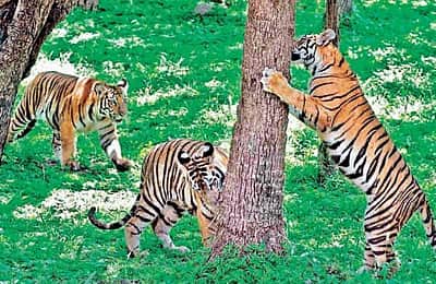 தமிழகத்தில் புலிகள் கணக்கெடுப்பு: ஜனவரி 5 முதல் தொடக்கம்