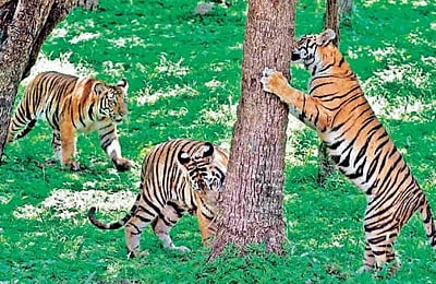 தமிழகத்தில் புலிகள் கணக்கெடுப்பு: ஜனவரி 5 முதல் தொடக்கம்