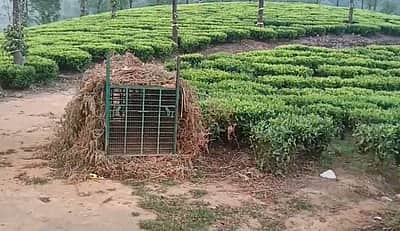 வால்பாறை: சிறுவனைக் கொன்ற சிறுத்தையைப் பிடிக்க வனத்துறை தீவிரம்!