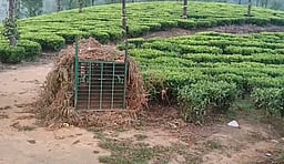 வால்பாறை: சிறுவனைக் கொன்ற சிறுத்தையைப் பிடிக்க வனத்துறை தீவிரம்!