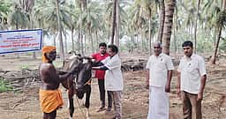 கரூா் மாவட்டத்தில் ஜூலை 1 முதல்
கோமாரி நோய் தடுப்பூசி முகாம்