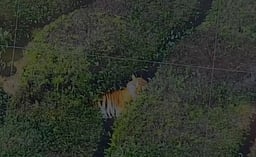 அத்திக்குன்னா பகுதியில் புலி நடமாட்டம்!