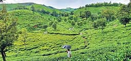 உதகை செல்வோர் கவனத்துக்கு... இன்று முதல் போக்குவரத்து மாற்றம்!