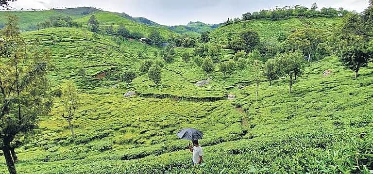 nilagiri