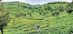உதகை செல்வோர் கவனத்துக்கு... இன்று முதல் போக்குவரத்து மாற்றம்!