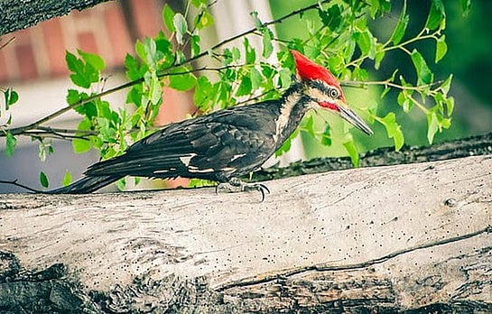 கோடியக்கரை சரணாலயத்தில் 
பறவைகள் கணக்கெடுக்கும் பணி