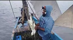 மீனவா் வலையில் சிக்கிய அரிய வகை கடல் ஆமை