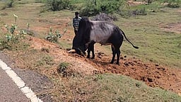 சிவகங்கையில் மஞ்சுவிரட்டு: காளைகளைத் தயாா்படுத்தும் பணிகள் தீவிரம்