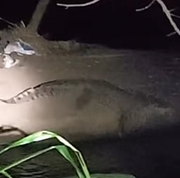 கோதையாற்றில் நடமாடும் முதலையை பிடிக்கும் பணியில் ஈடுபட்டுள்ள வனத்துறையினா்