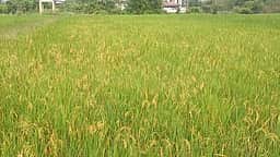 விவசாயிகள் காரீப் பருவ பயிா்களுக்கு காப்பீடு செய்யலாம்
