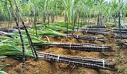 கருப்பு கொள்முதல்: உயரம் குறைவால் அதிகாரிகள் மறுப்பு