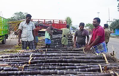 கோயம்பேட்டில் பொங்கல் சிறப்பு சந்தை தொடக்கம்