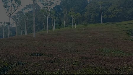 பனியின் தாக்கம்: கருகி வரும் தேயிலைச் செடிகள்