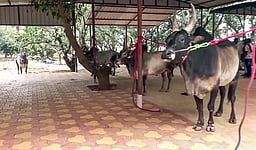 ஜல்லிக்கட்டு ஏற்பாடுகள் தீவிரம் - புகைப்படங்கள்