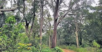 தமிழகத்தில் 4 ஆண்டுகளில்  100 புதிய காப்பு வனங்கள் அறிவிப்பு