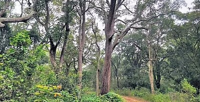 தமிழகத்தில் 4 ஆண்டுகளில்  100 புதிய காப்பு வனங்கள் அறிவிப்பு