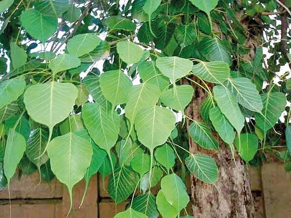 அதிசயமான அரச மரம்!