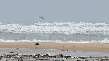 கடல் சீற்றம், சூறைக்காற்று:
மீனவா்கள் கடலுக்குச் செல்லவில்லை