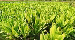 அறுவடைக்கு தயாா் நிலையில் மஞ்சள் கொத்து: அரசு கொள்முதல் செய்ய கோரிக்கை!