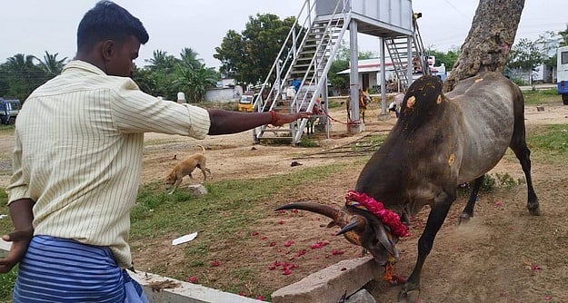 ஆா்.டி.மலையில் ஜல்லிக்கட்டு
முன்னேற்பாடு பணிகள் தீவிரம்