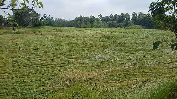 வேதாரண்யத்தை அடுத்த தகட்டூரில் கன மழையால் சாய்ந்துள்ள சம்பா நெற்பயிா்.