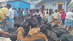 பொங்கல்: தருமபுரி வாரச் சந்தையில் ரூ. 3 கோடிக்கு ஆடுகள் விற்பனை