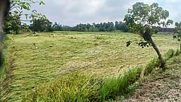 சூறைக்காற்றுடன் பலத்த மழை:
மீனவா்கள் கடலுக்கு செல்லவில்லை