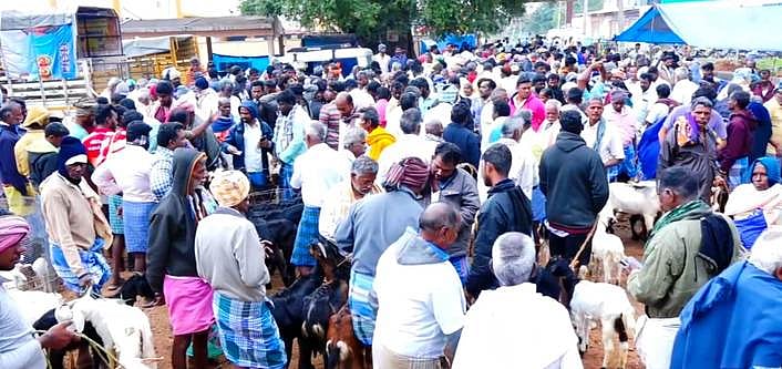 பொங்கல் பண்டிகை: பேளூா் வாரச்சந்தையில் ரூ. 1 கோடிக்கு ஆடுகள் விற்பனை