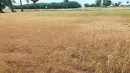 கமுதி, கடலாடி பகுதிகளில் மழையின்றி கருகிய 5 ஆயிரம் ஏக்கா் நெல் பயிா்கள்: விவசாயிகள் கவலை