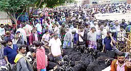 பொங்கல் பண்டிகை: நல்லம்பள்ளி சந்தையில் ரூ. 7 கோடிக்கு ஆடுகள் விற்பனை!