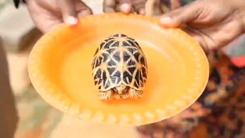 அரிய வகை நட்சத்திர ஆமை மீட்பு!