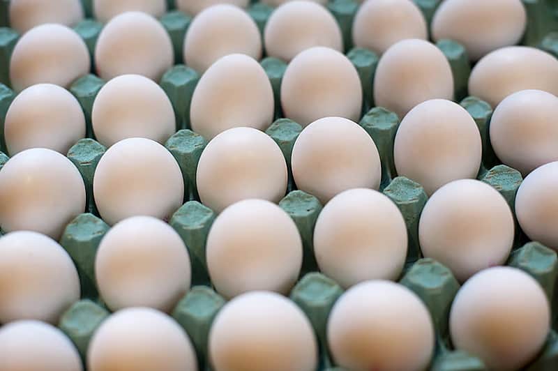 Egg