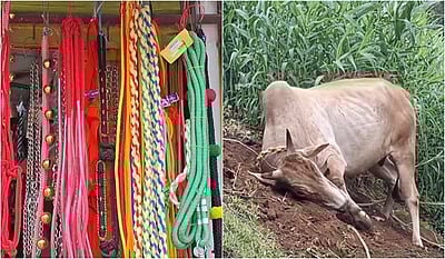 களைகட்டும் ஜல்லிக்கட்டு.. பரபரக்கும் மதுரை.. காளைகளின் கயிறு விற்பனை அமோகம்!