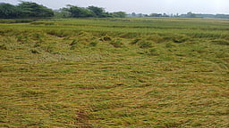 வேதாரண்யம் பகுதியில் தொடர் மழை! வேளாண் பயிர்கள் பாதிக்கும் அபாயம்!