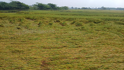 வேதாரண்யம் பகுதியில் தொடர் மழை! வேளாண் பயிர்கள் பாதிக்கும் அபாயம்!