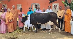 மாட்டுப் பொங்கல் கொண்டாட்டம்