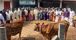 தாத்தா சாமி மஹாமடத்தில் மாட்டுப் பொங்கல் சிறப்பு கோ பூஜை