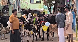 திருப்பத்தூா் பகுதியில் மாட்டு பொங்கல் விழா