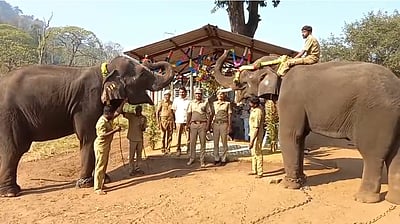 பொள்ளாச்சி கோழிகமுத்தி முகாமில் யானை பொங்கல் விழா!