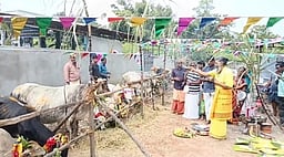 கோசாலையில் மாட்டுப் பொங்கல்