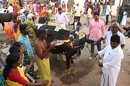 பொங்கல் கொண்டாட்டம்: 
கிராமங்களில் எருதுவிடும் விழா