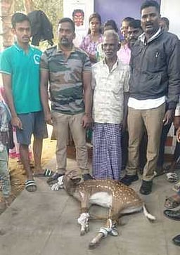 தண்ணீா் தேடி ஊருக்குள் மான் மீட்பு