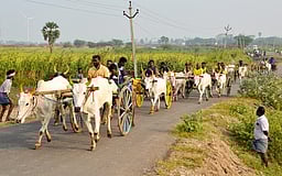 தூத்துக்குடி அருகே மாட்டுவண்டி போட்டி