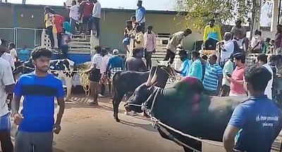 கெங்கவல்லியில் அனுமதியின்றி ஜல்லிக்கட்டு: நூற்றுக்கணக்கான காளைகள் பங்கேற்பு!