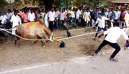 தருமபுரியில் காணும் பொங்கல் கொண்டாட்டம்