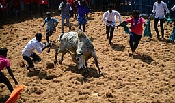 மாதாகோட்டை ஜல்லிக்கட்டில்
பங்கேற்க நாளை முதல் முன்பதிவு