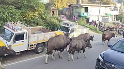 கொடைக்கானல் நகரில் காட்டுமாடுகள் நடமாட்டம் அதிகரிப்பு! சுற்றுலாப் பயணிகள் அச்சம்!