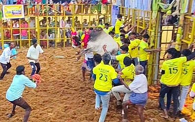 வடமலாப்பூா் ஜல்லிக்கட்டு: 31 போ் காயம்